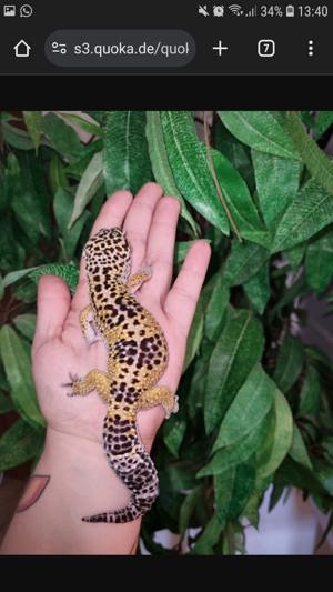 Leopardgecko super giant die waren riesen Bild 9