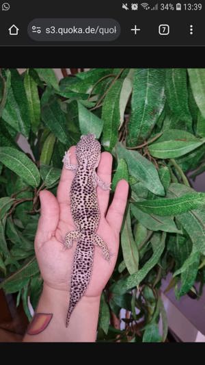 Leopardgecko super giant die waren riesen Bild 4