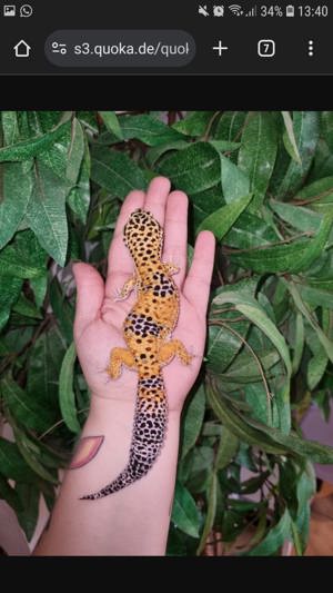 Leopardgecko super giant die waren riesen Bild 10