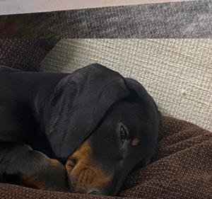 14 Wochen alter Dackelhund zu verkaufen Bild 2