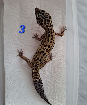 Leopardgecko Weibchen Bild 2