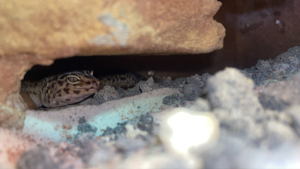 Junge Leopardgeckos  Bild 7