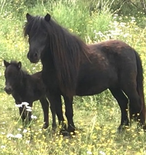 Ponys , Shetlandpony, beisteller, Springpferd, Dressurpferd, Freizeitpferd, Zuchtstute  Bild 6