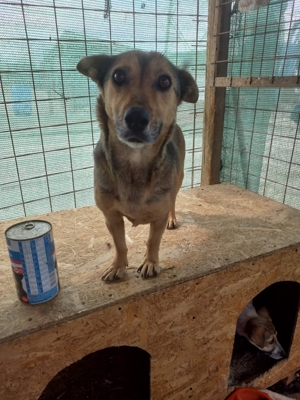 7 jährige, Kleine Luna sucht dich Bild 3