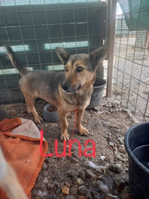 7 jährige, Kleine Luna sucht dich Bild 6