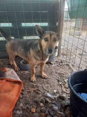 7 jährige, Kleine Luna sucht dich Bild 9