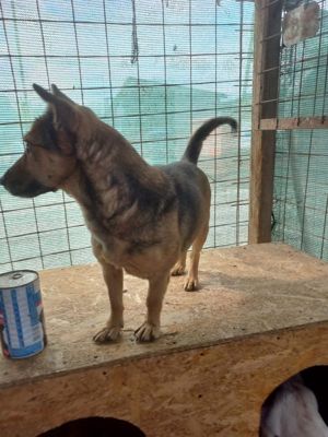 7 jährige, Kleine Luna sucht dich Bild 8