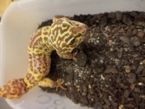 Leopardgecko Männchen 10 Jahre alt