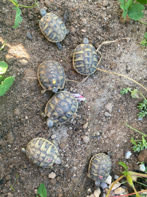 Baby Schildkröten von 2023 Testudo Hermanni Boettgeri Bild 7