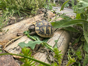 Baby Schildkröten von 2023 Testudo Hermanni Boettgeri Bild 4