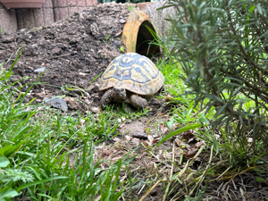 Baby Schildkröten von 2023 Testudo Hermanni Boettgeri Bild 8