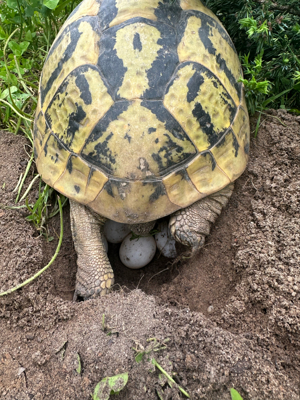 Baby Schildkröten von 2023 Testudo Hermanni Boettgeri Bild 10