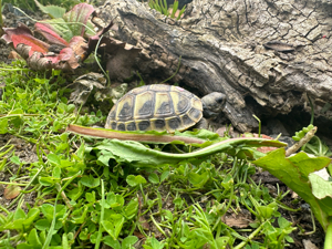 Baby Schildkröten von 2023 Testudo Hermanni Boettgeri Bild 6