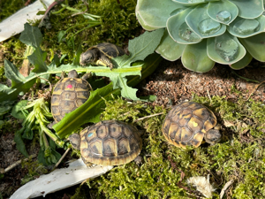 Baby Schildkröten von 2023 Testudo Hermanni Boettgeri Bild 5