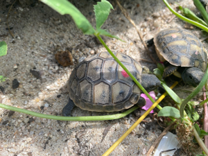 Baby Schildkröten von 2023 Testudo Hermanni Boettgeri Bild 3