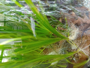 Riesenvalisnerien für viel Kraut im Aquarium.