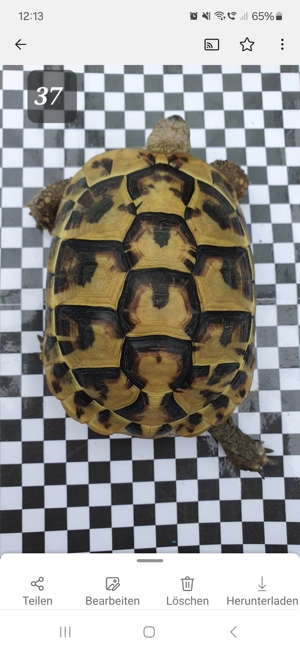 Griechische Landschildkröten THB, Nachzuchten, Weibchen, Männchen  Bild 6