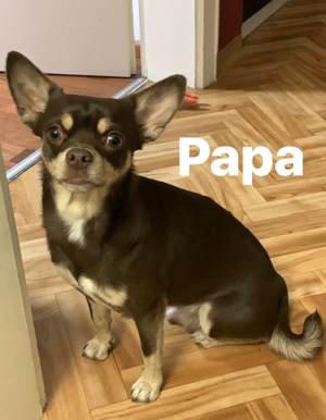 Chihuahua Hündin Welpe, abgabebereit Bild 6