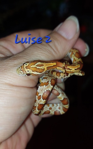 Kornnatter Babys Bild 8