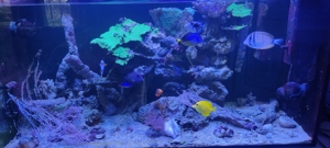 Montipora Platte grün 15x30cm Meerwasser Koralle  Bild 1