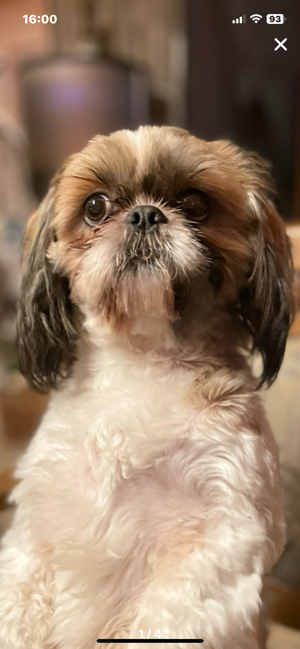 shih-tzu