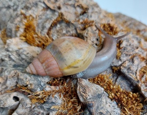 Achatschnecken Jungtiere (Fulica Rodatzi)