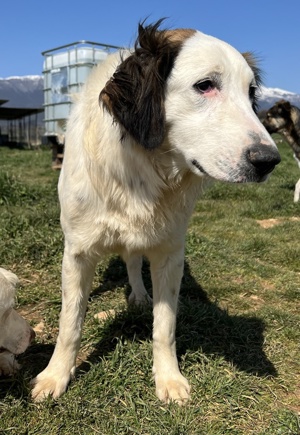 Lyra, geb. ca. 06 2021, lebt in GRIECHENLAND, auf einem Gelände, auf dem Hunde notdürftig versorgt Bild 6