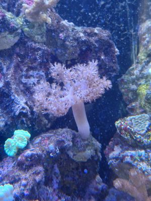 Meerwasseraquarium Meerwasser Korallen Ableger  Bild 7