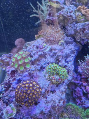 Meerwasseraquarium Meerwasser Korallen Ableger  Bild 2