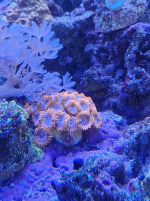 Meerwasseraquarium Meerwasser Korallen Ableger  Bild 10