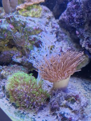 Meerwasseraquarium Meerwasser Korallen Ableger  Bild 4