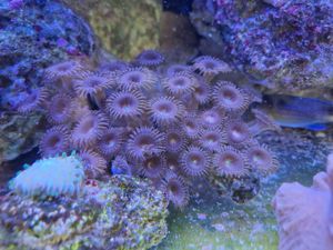 Meerwasseraquarium Meerwasser Korallen Ableger  Bild 8