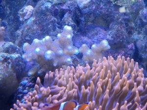Meerwasseraquarium Meerwasser Korallen Ableger  Bild 5