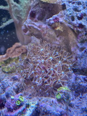 Meerwasseraquarium Meerwasser Korallen Ableger  Bild 3