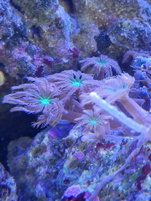 Meerwasseraquarium Meerwasser Korallen Ableger  Bild 6