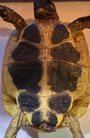 Pärchen Griechische Landschildkröten (semi-adult)  Bild 4