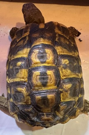 Pärchen Griechische Landschildkröten (semi-adult)  Bild 5