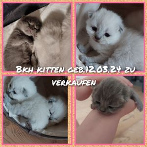 Bkh kitten  Bild 6