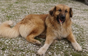  Geros, geb. ca. 03 2023, lebt in GRIECHENLAND, auf Gelände, wo die Hunde notdürftig versorgt werden Bild 5