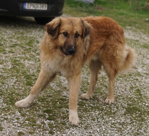  Geros, geb. ca. 03 2023, lebt in GRIECHENLAND, auf Gelände, wo die Hunde notdürftig versorgt werden Bild 8