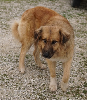  Geros, geb. ca. 03 2023, lebt in GRIECHENLAND, auf Gelände, wo die Hunde notdürftig versorgt werden Bild 6
