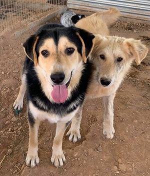  Pamelaki, geb. ca. 04 2019, lebt in GRIECHENLAND auf Gelände, wo Hunde notdürftig versorgt werden Bild 10