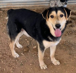  Pamelaki, geb. ca. 04 2019, lebt in GRIECHENLAND auf Gelände, wo Hunde notdürftig versorgt werden Bild 9