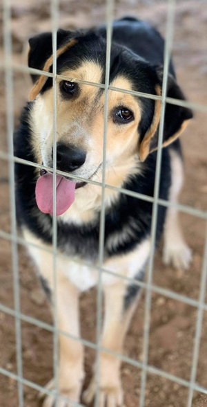  Pamelaki, geb. ca. 04 2019, lebt in GRIECHENLAND auf Gelände, wo Hunde notdürftig versorgt werden Bild 7