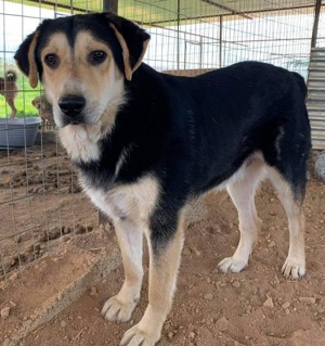  Pamelaki, geb. ca. 04 2019, lebt in GRIECHENLAND auf Gelände, wo Hunde notdürftig versorgt werden Bild 2