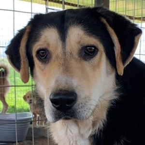  Pamelaki, geb. ca. 04 2019, lebt in GRIECHENLAND auf Gelände, wo Hunde notdürftig versorgt werden Bild 1