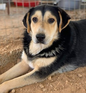  Pamelaki, geb. ca. 04 2019, lebt in GRIECHENLAND auf Gelände, wo Hunde notdürftig versorgt werden Bild 3