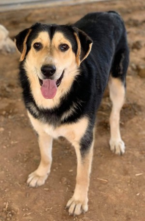  Pamelaki, geb. ca. 04 2019, lebt in GRIECHENLAND auf Gelände, wo Hunde notdürftig versorgt werden Bild 6