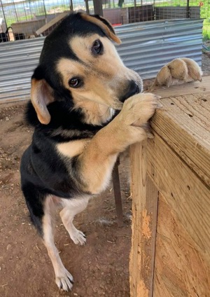  Pamelaki, geb. ca. 04 2019, lebt in GRIECHENLAND auf Gelände, wo Hunde notdürftig versorgt werden Bild 4