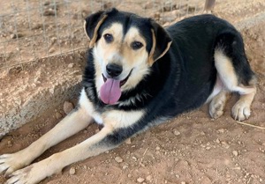  Pamelaki, geb. ca. 04 2019, lebt in GRIECHENLAND auf Gelände, wo Hunde notdürftig versorgt werden Bild 8